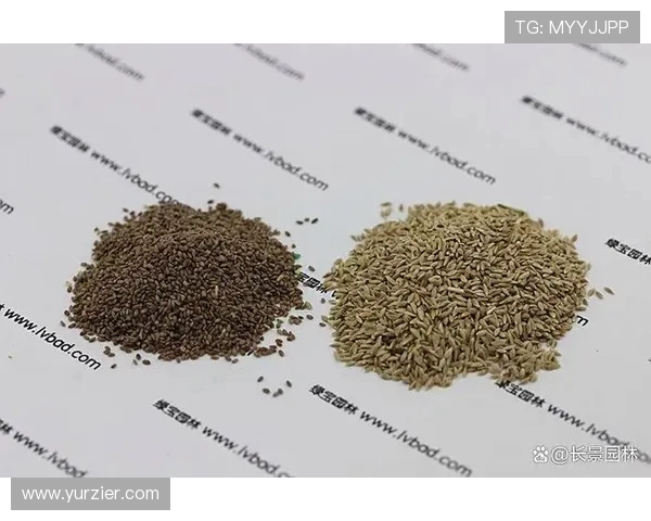 全球顶级高尔夫球场的草种选择科学